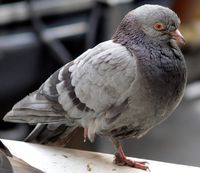 08-Pigeon